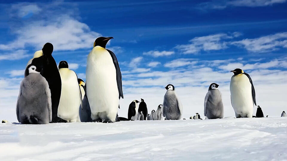 Фото: © Кадр из программы "Как устроен мир", РЕН ТВ