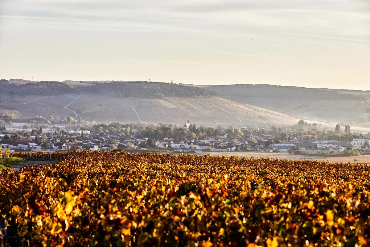 Один из виноградников Домена William Fèvre. Шабли, регион Бургундия, Франция