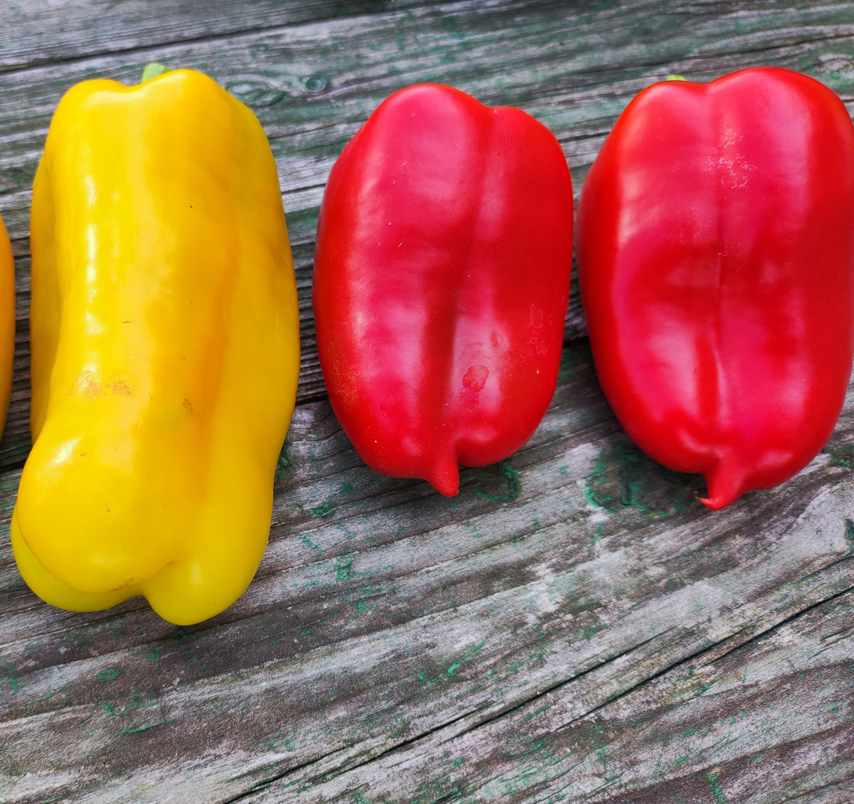 Фото автора, плоды сладкого перца сорта Жар-птица красного цвета, с правой стороны на фото, август 2023 года