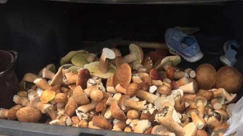     Грибы на Алтае. ВК группа «Грибы и Грибники Алтайского края»