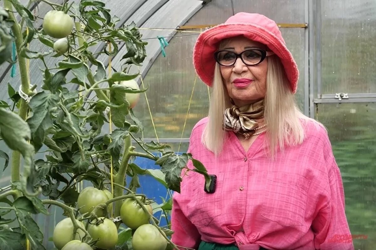   Октябрина Ганичкина в теплице с помидорами.