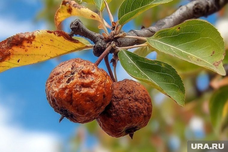     Парша на яблоках проявляется сухими трещинами и темными пятнами, снижающими товарную ценность плодов Создано в Midjourney © URA.RU