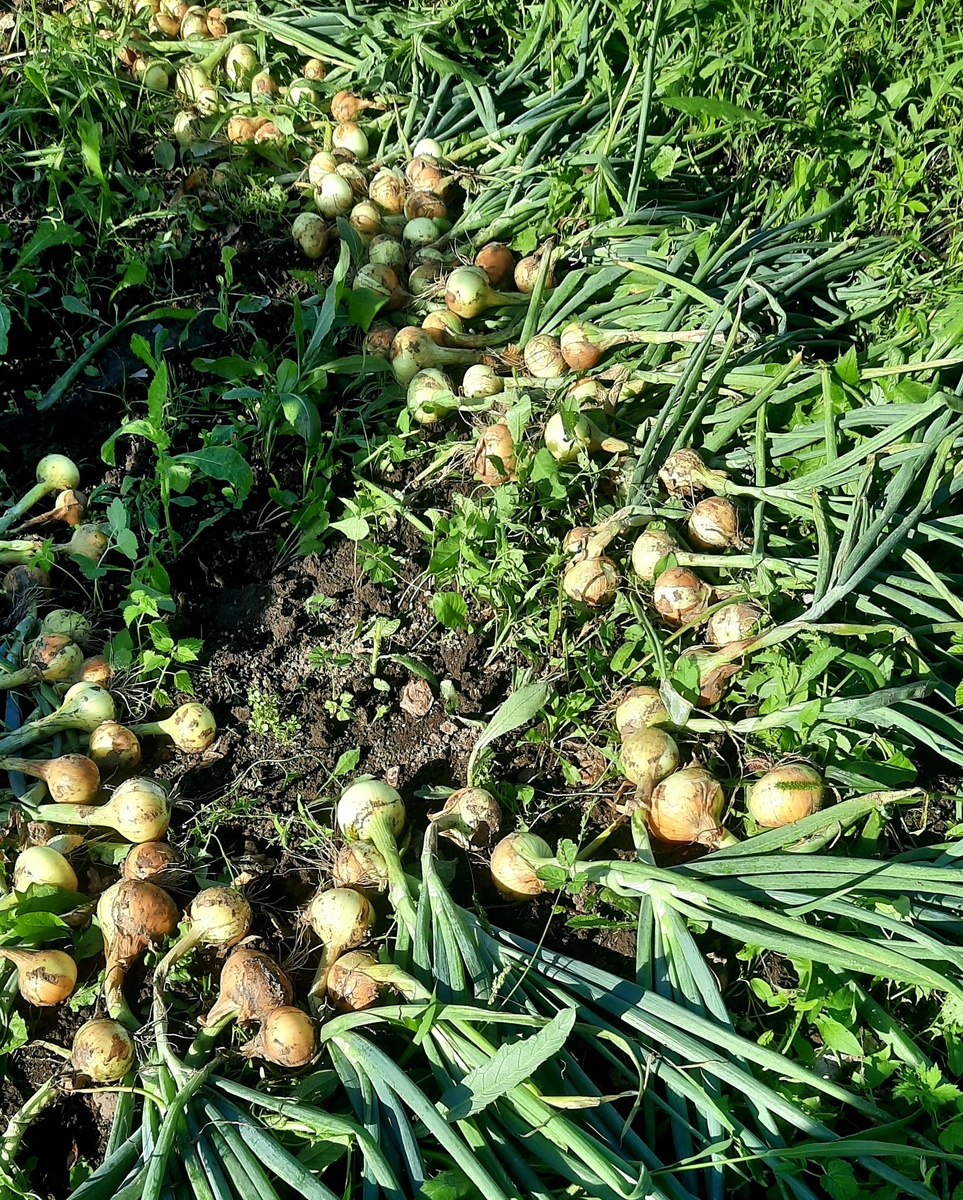Фото автора. Стурон весенней посадки.