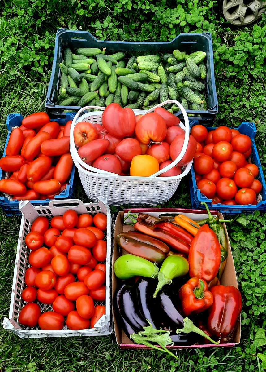 Фото автора. Выращено непосильным трудом)  22 августа 2025г.