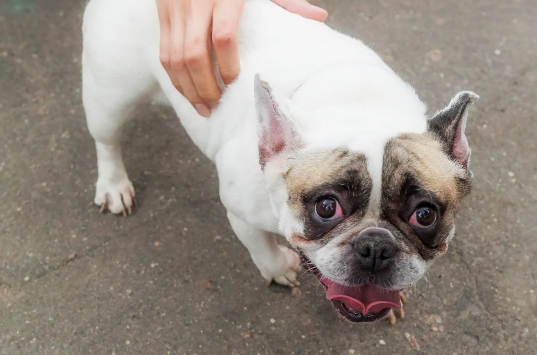 Перегрев — это не «подумаешь, посидит в тени». Это риск, который может стоить вашему другу жизни за считанные минуты.
