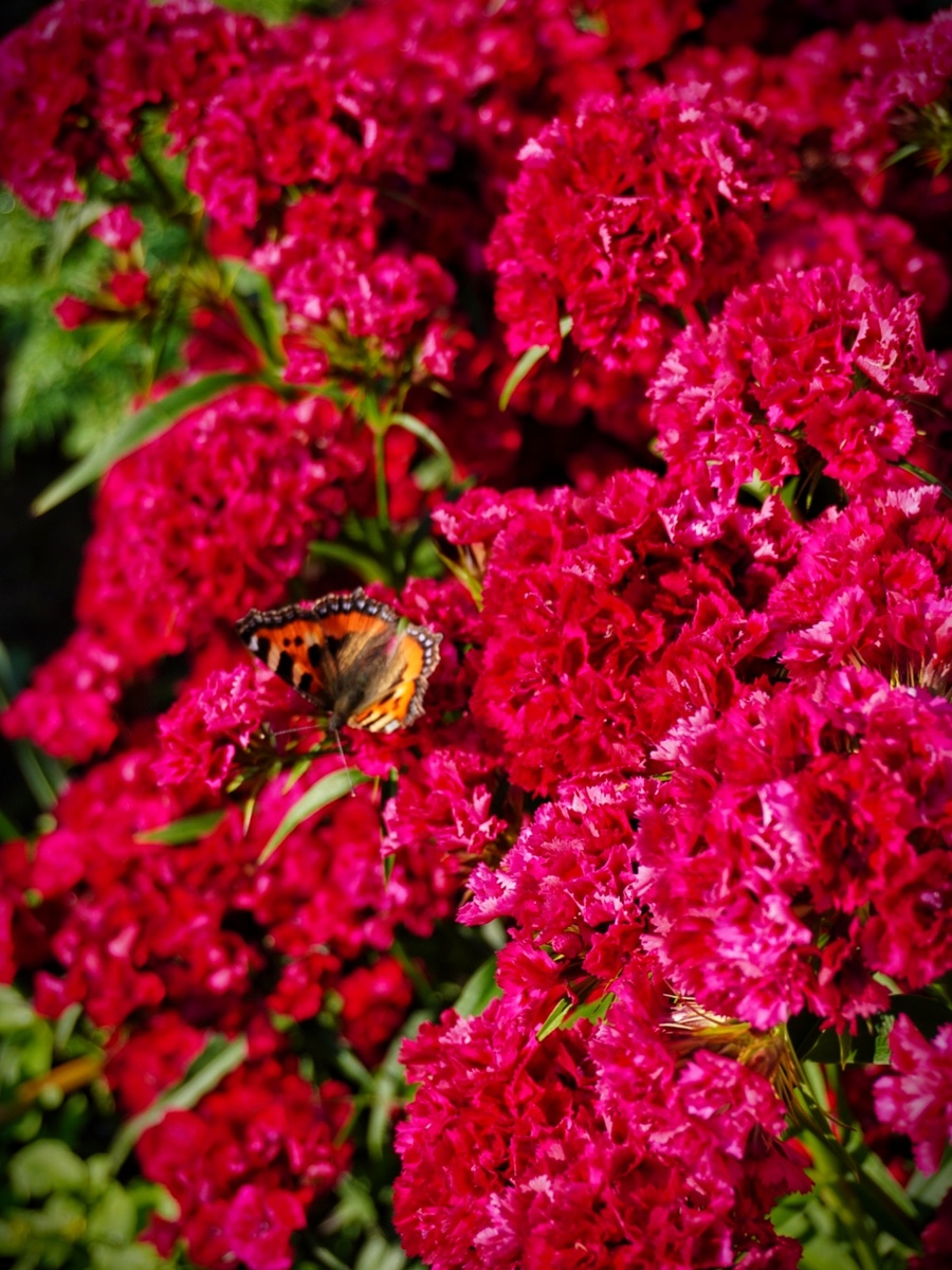 Турецкая гвоздика 