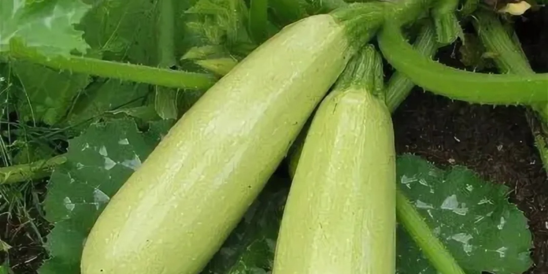 Готовим кабочковую икру, простой и эффективный рецепт.