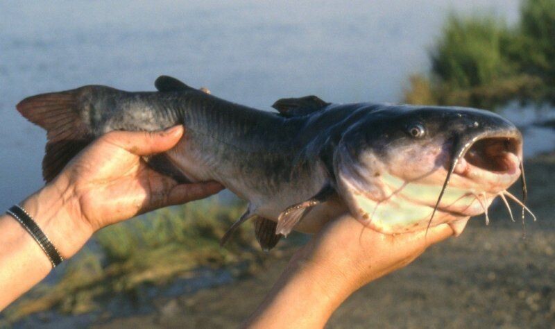 Фото из Яндекса, примерно такого мы вытащили