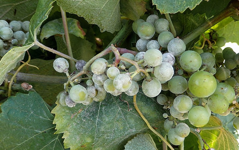 Оидиум на листьях и ягодах винограда