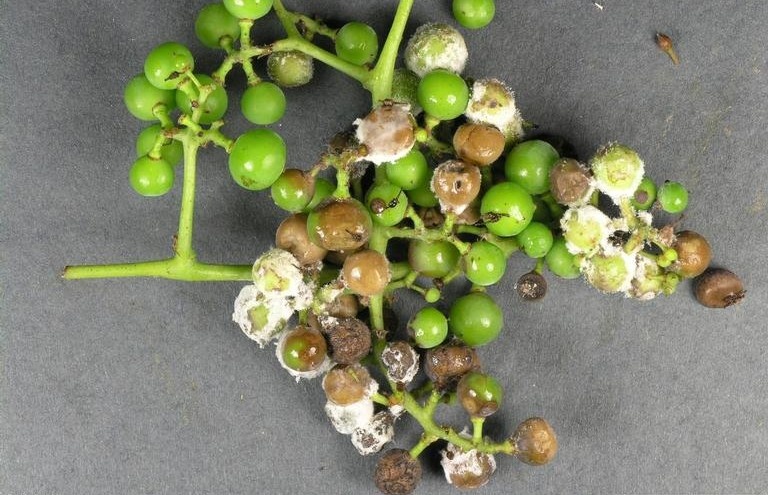 Милдью на ягодах винограда