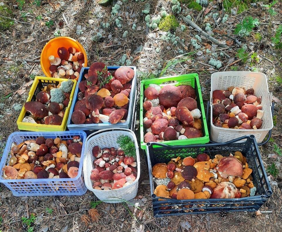 Грибы и грибники Свердловской области