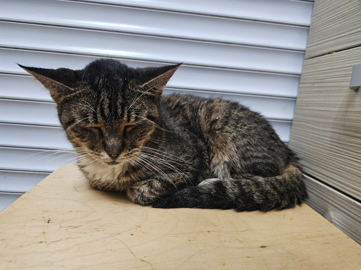 Слепая Маргоша, болеет ФИП. Когда-то хозяева ее скинули с 7 этажа