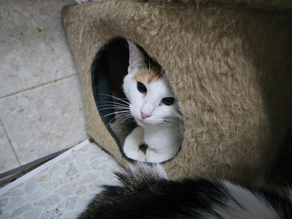 Кошка Полина