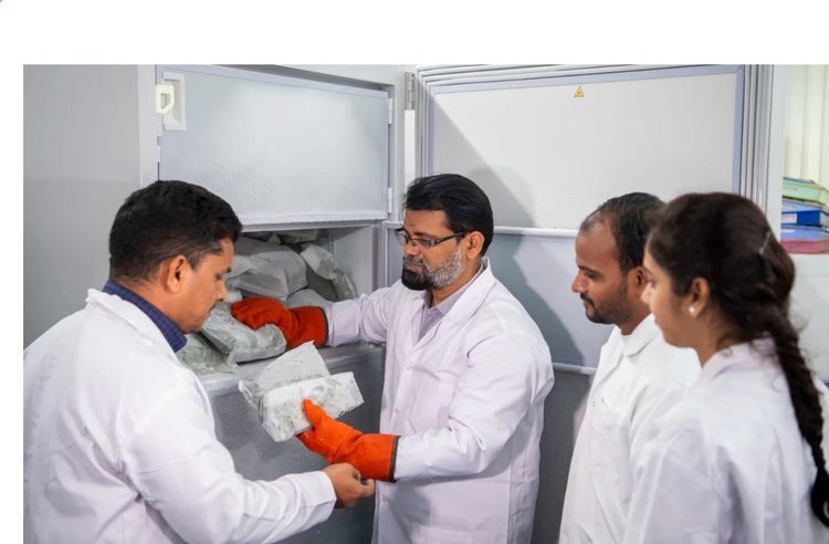     Исследователи решают проблемы с одной из главных проблем производства голубиного гороха
