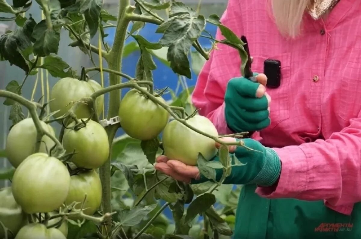    Октябрина Ганичкина рассказала, что делать, чтобы помидоры дозрели