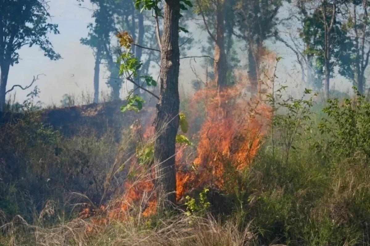    В лесах Томской области произошло 229 пожаров