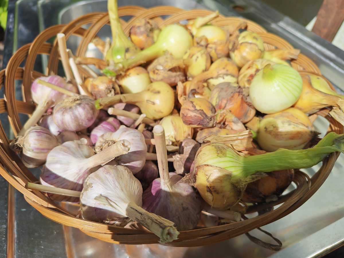 Очищенные и обрезанные, готовые к употреблению. 