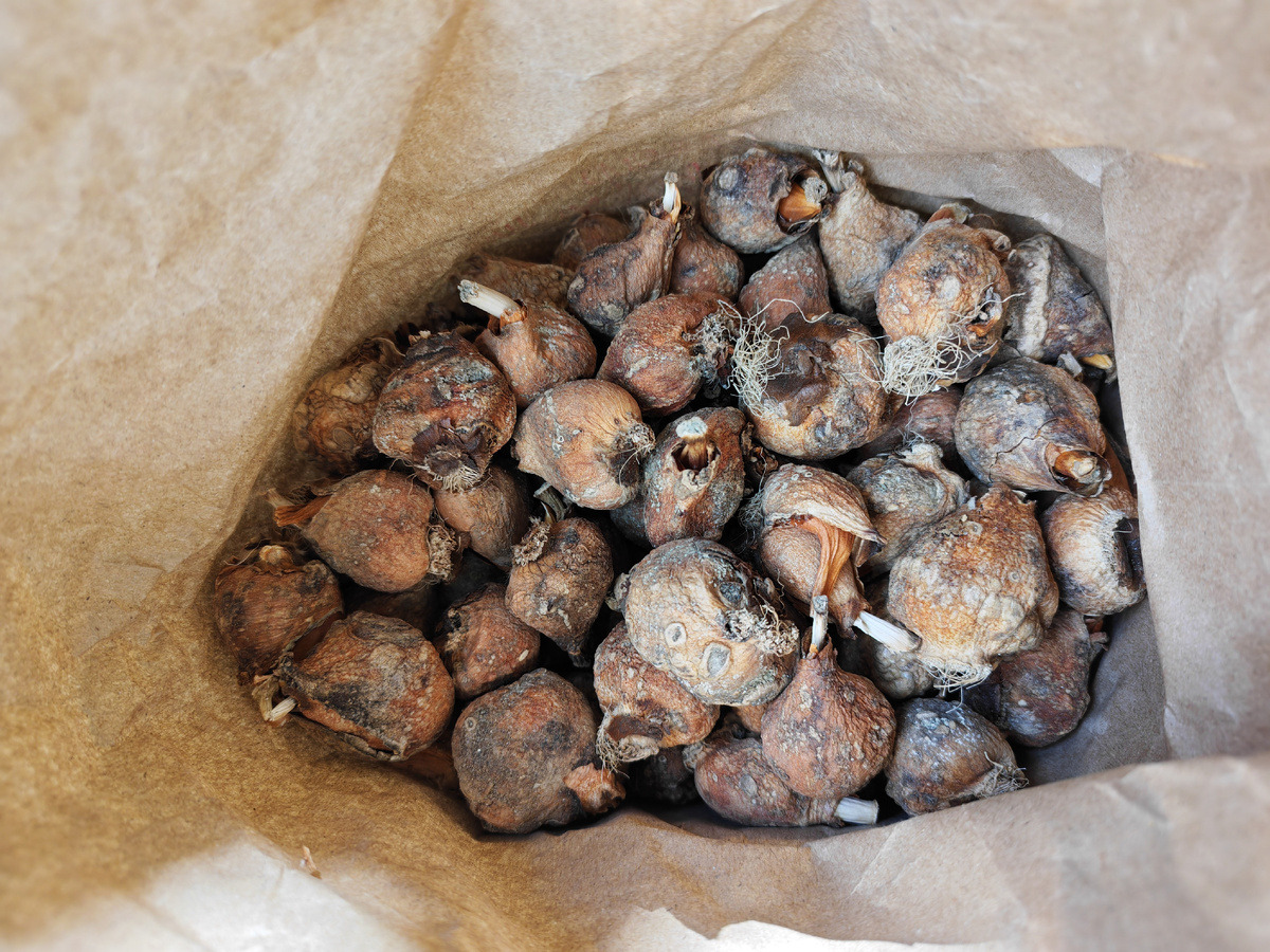 Неочищенные луковицы тюльпанов после выгонки. 