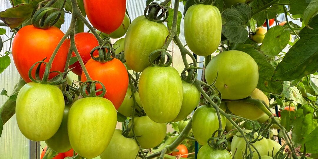 Простые способы ускорить налив плодов и созревание зелёных помидоров до первых заморозков.