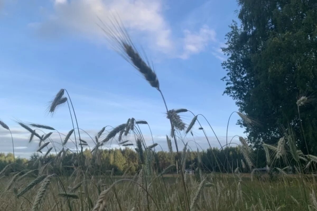    В Челябинской области посевные площади уменьшились на 114 тыс га