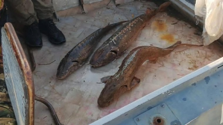    В Югре дрон помог выявить браконьера — охотника за осетрами