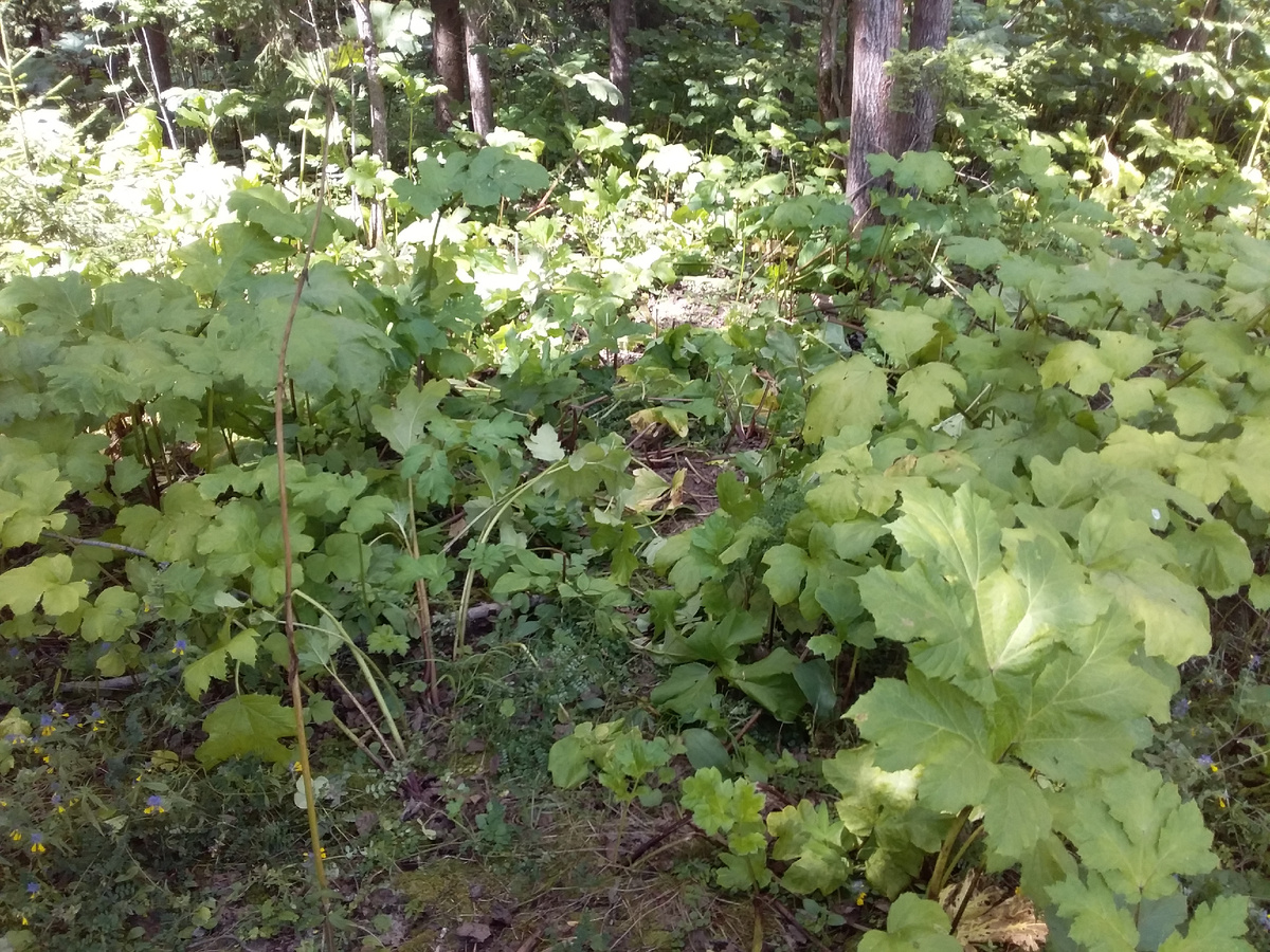 Фото тавтора