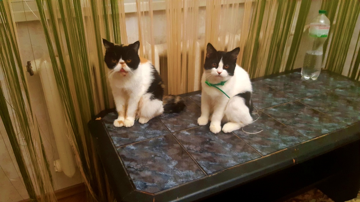 Масяня(слева) и Максик