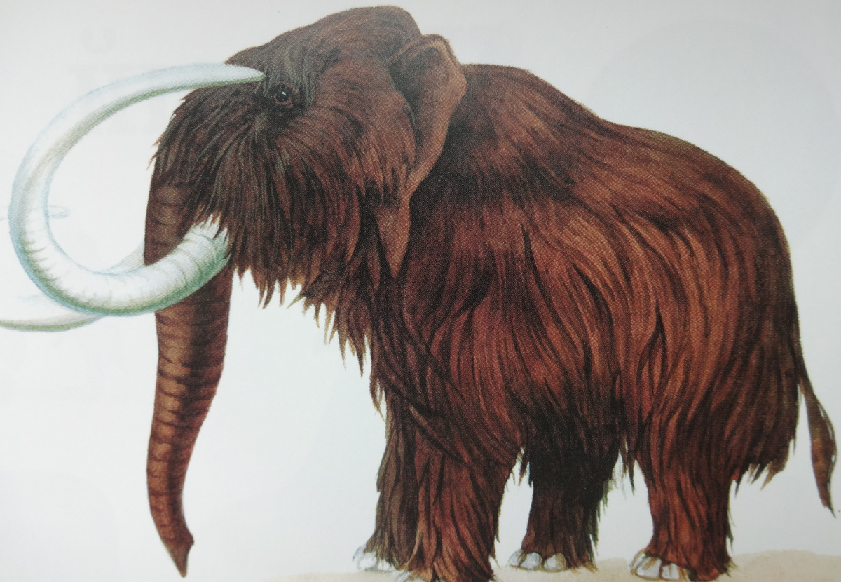 Так выглядел мамонт в Ледниковый период