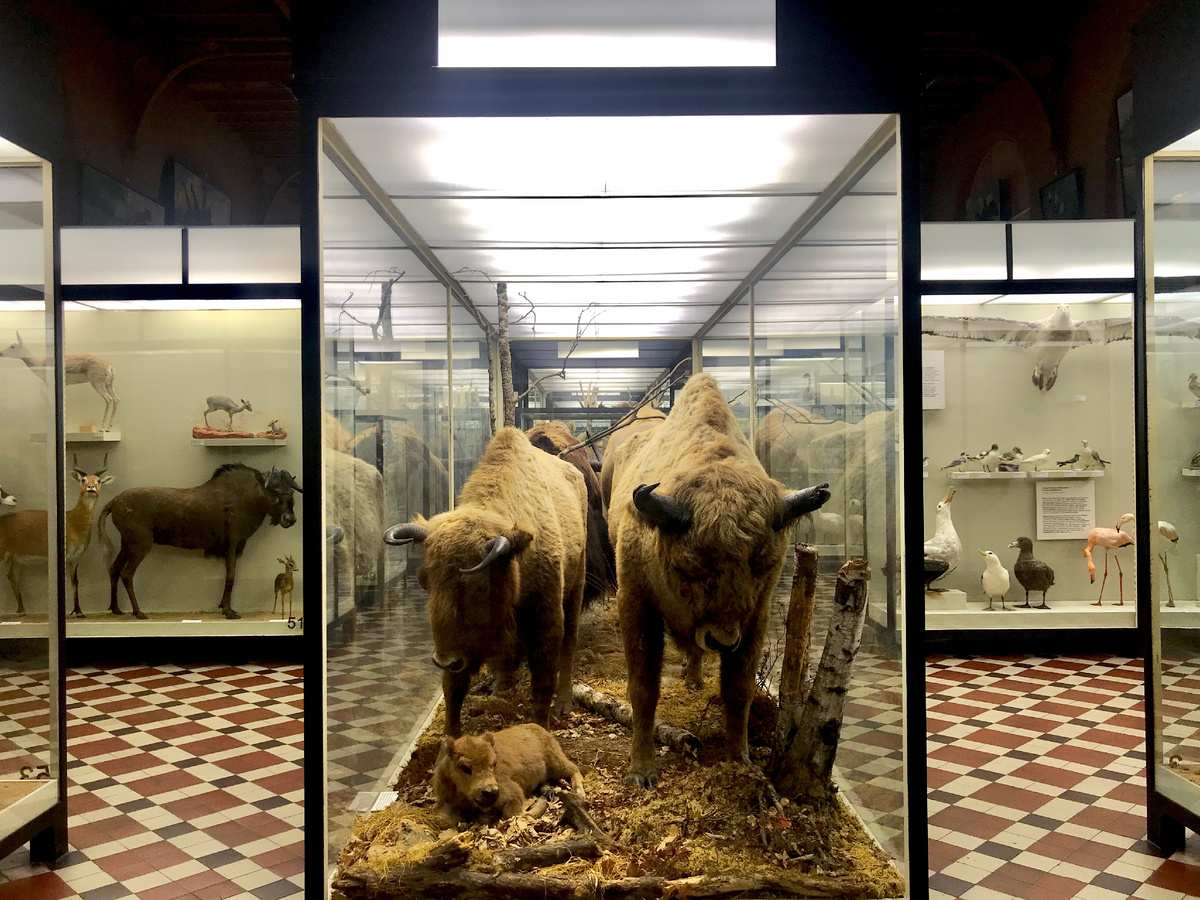 Такого больше нигде не увидишь. Чучела тысяч животных в Зоологическом музее Москвы