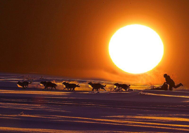 Фото: Упряжка собак с каюром на фоне рассвета / Виктор Гуменюк
