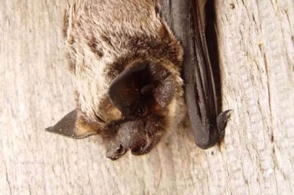    Улетай прочь: