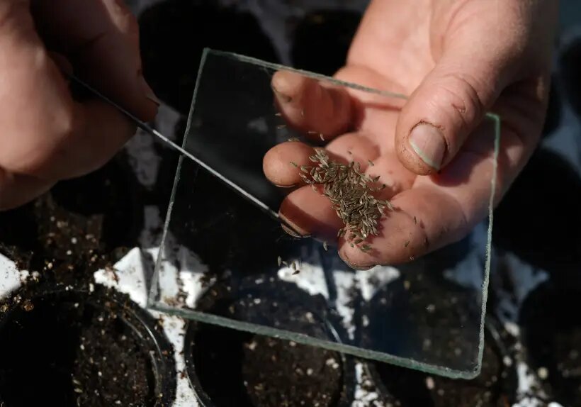  Русский эстрагон может быть выращен из семени   © РИА Новости. Константин Чалабов