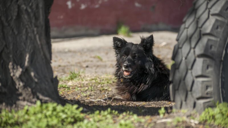     Бездомный пес в старых кварталах Барнаула. Дарья Беркетова