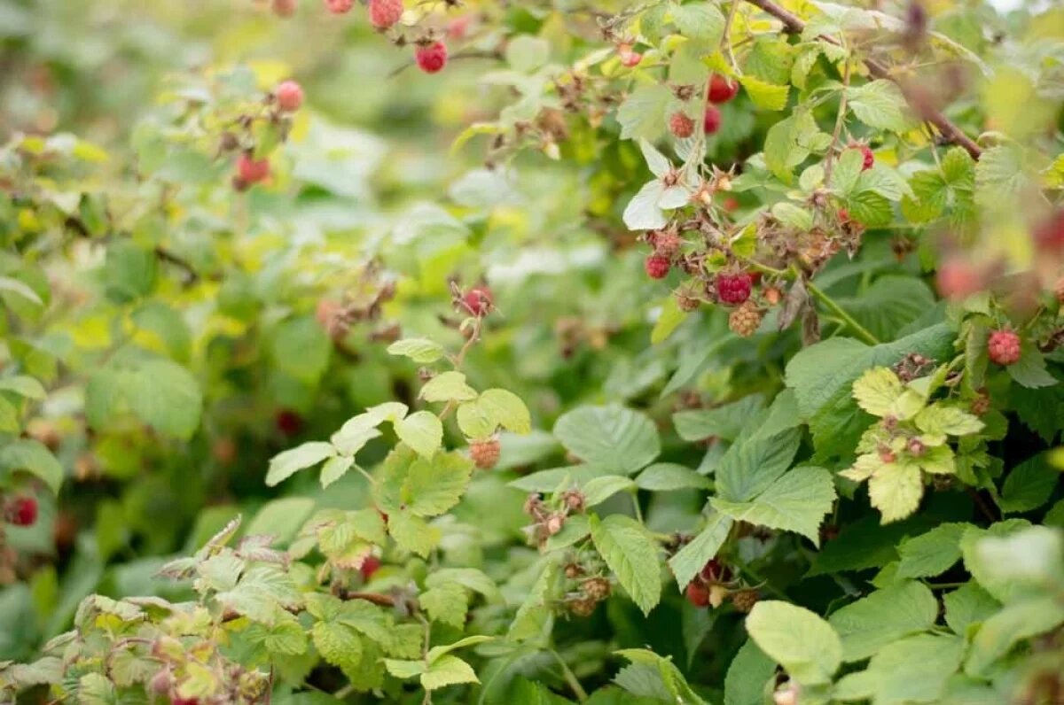   Богатый урожай на следующий год.
