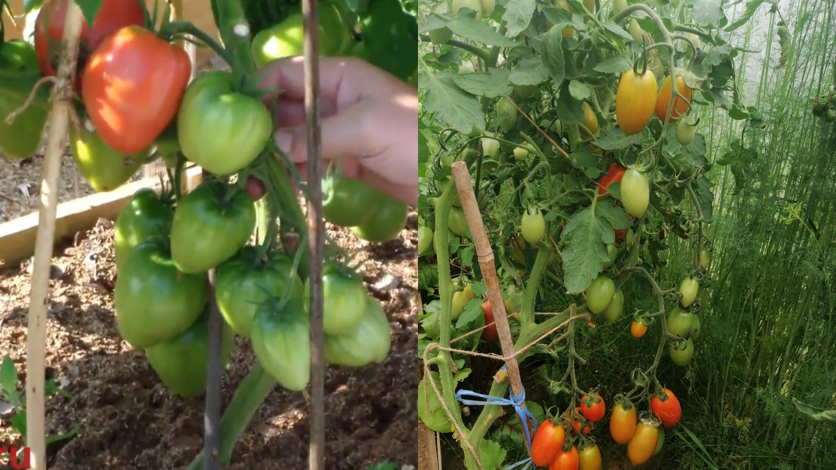 Результат эксперимента - хаос с индетами против порядка с детерминантами