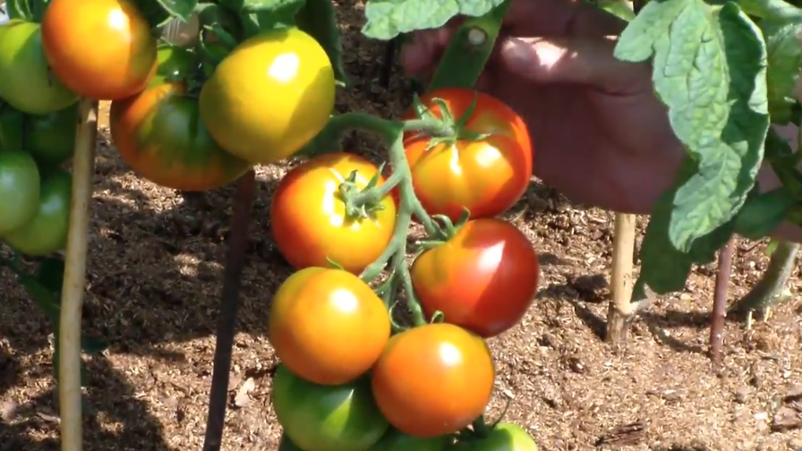 Урожай детерминантов к 15 августа - основная масса уже созрела и собрана