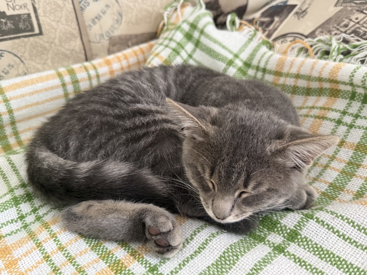 Миша спал рядом, пока я писала статью