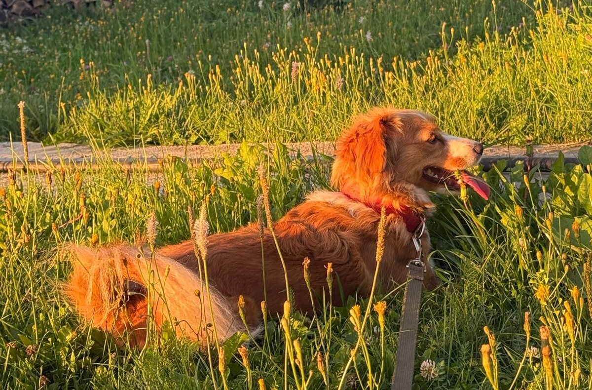 По вечерам часто гуляю с Бусинкой. И мне, и ей активность