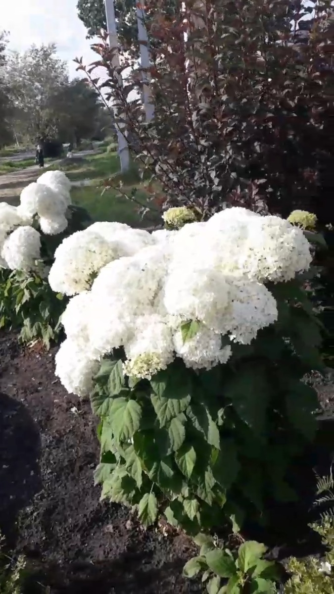 Буду снимать везде, где увижу красоту - например, Гортензию Анабель в саду по дороге