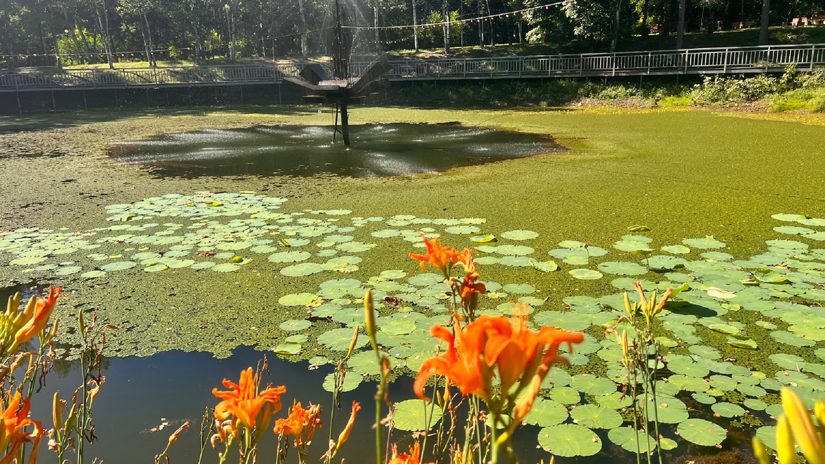 август, озеро в парке городском. Лотосы посадили. Фото автора