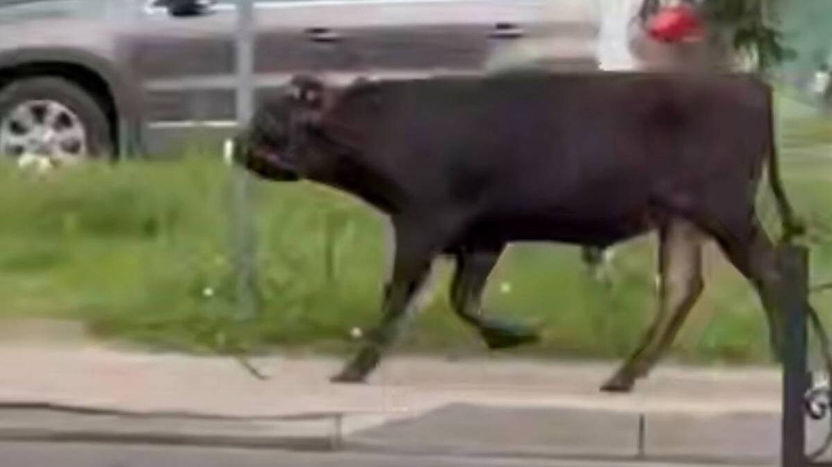    Фото: Скриншот с видео / 112 / Telegram