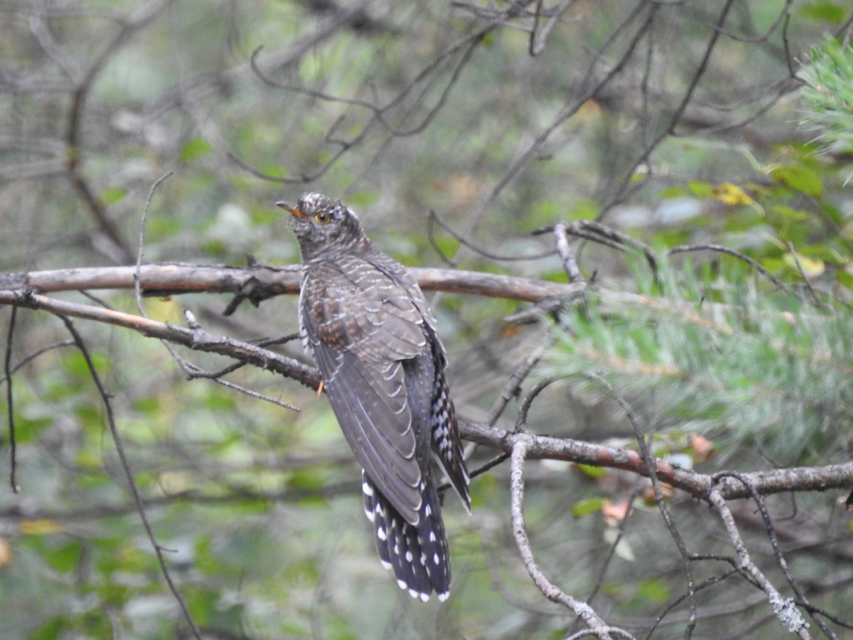 11 августа, фото автора