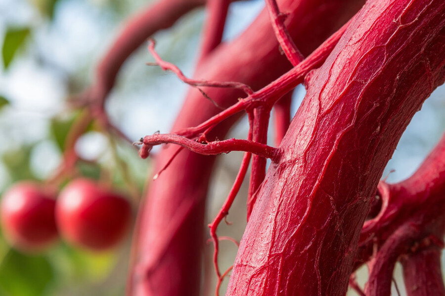    Фото: Шедеврум