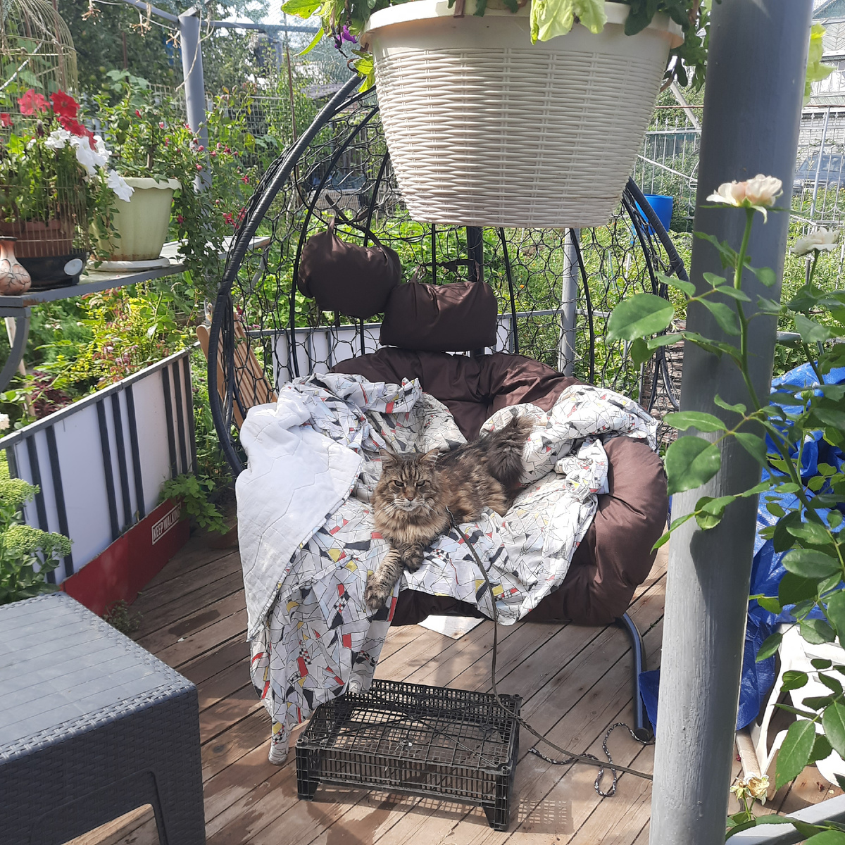 Котик занял самое комфортное место))подарок наших дорогих гостей