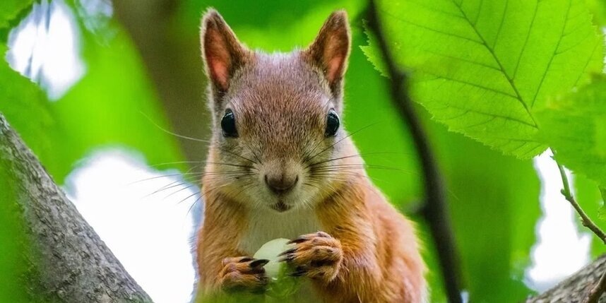    Алена Бобрович