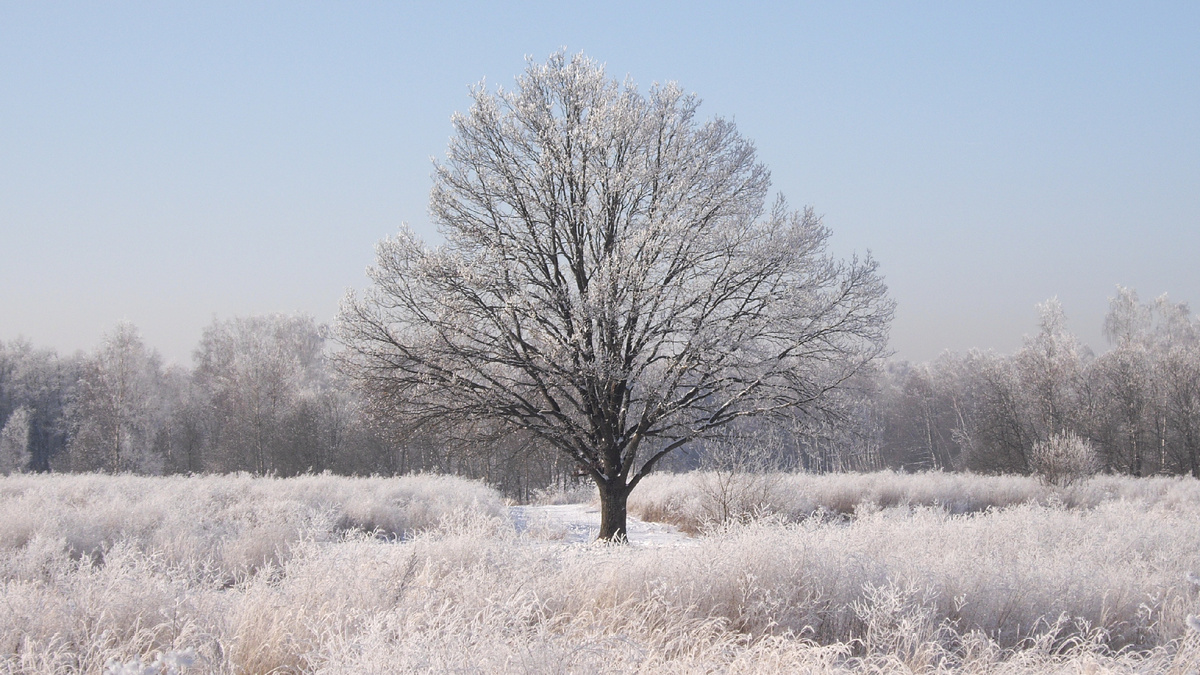 древо жизни, говорите?))) [фото автора]