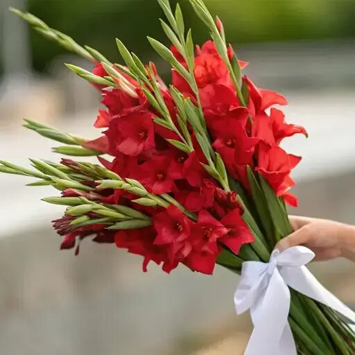   Красные гладиолусы Букет любимой Мария Казённова