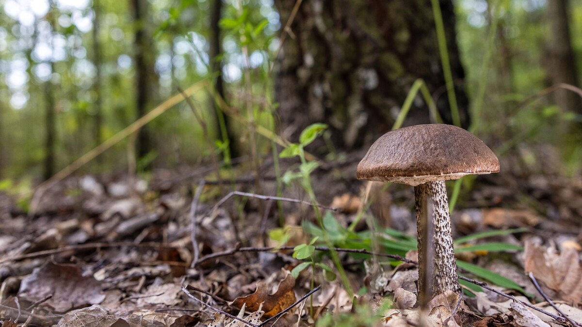    Фото: Frank Hammerschmidt/globallookpress.com