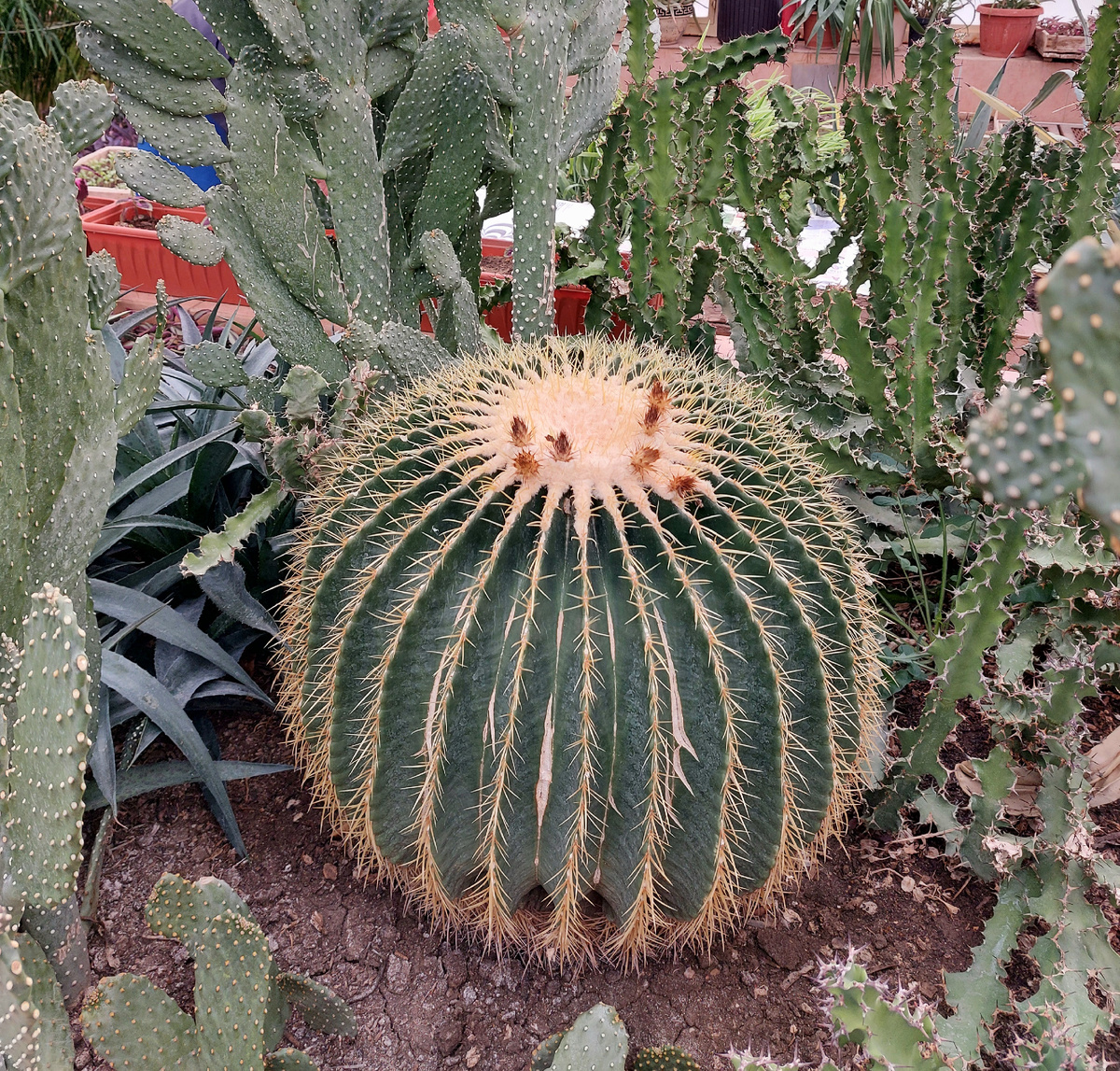 Крым. Оранжерея