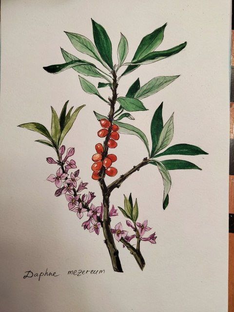 Мой рисунок с какой-то энциклопедии.